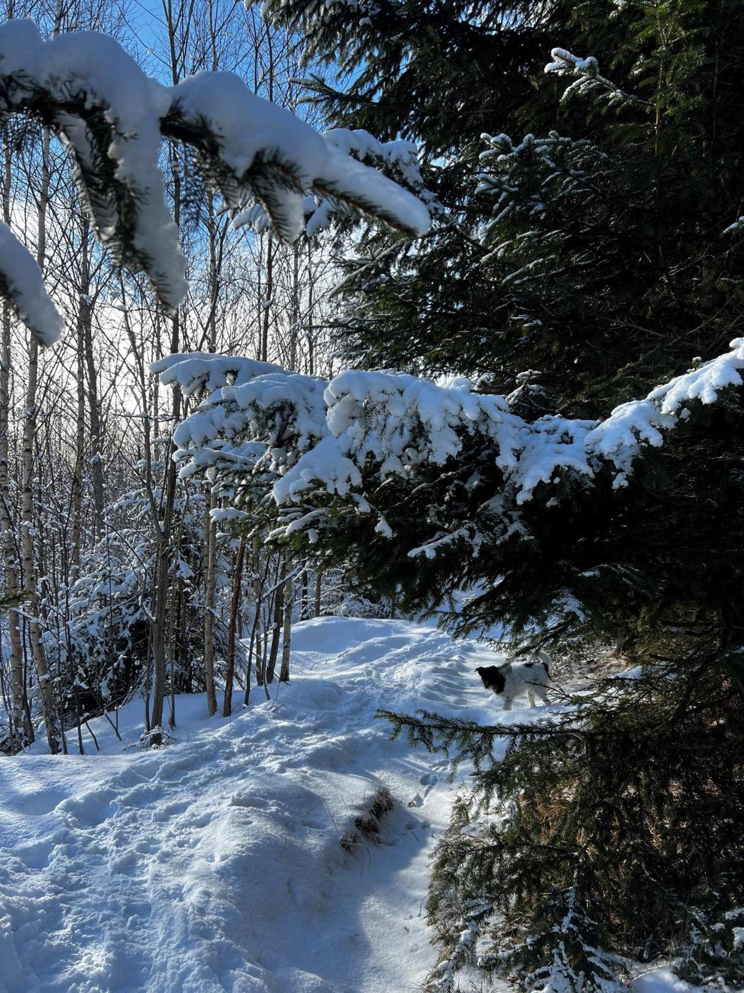 Kubo Tatry - Stary Smokovec Daire Vysoké Tatry Dış mekan fotoğraf